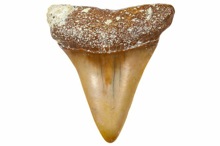 Fossil Mako Shark Tooth - Dakhla, Morocco #365233